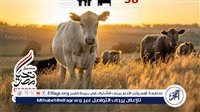 عاجل- صندوق تحيا مصر يوزع لحوم الأضاحي على 1.5 مليون مستفيد في عيد الأضحى بجميع المحافظات