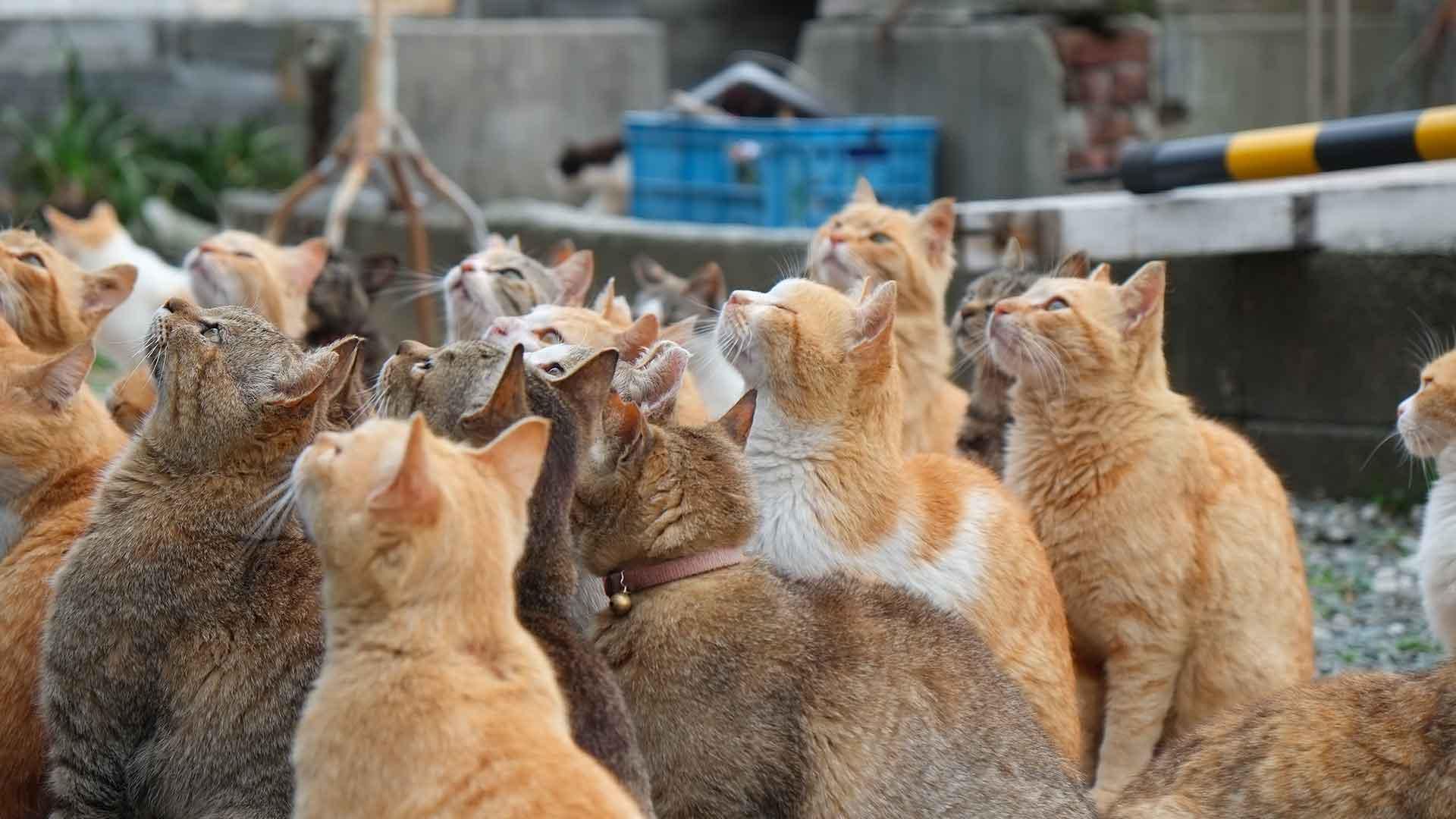 القطط (مواقع)