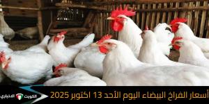 سعر كيلو الدواجن البيضاء.. قائمة أسعار الفراخ البيضاء اليوم في مصر جدول أسعار الفراخ البيضاء ومشتقاتها اليوم في الأسواق - تواصل نيوز