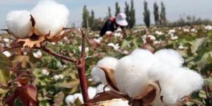 معلومات الوزراء: طفرة إنتاجية.. 195 ألف فدان مزروعة قطن هذا الموسم - تواصل نيوز