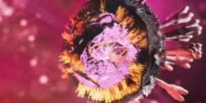 كيف تنتقل عدوى فيروس ماربورغ.؟ وطرق الوقاية - تواصل نيوز