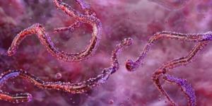 مرض شديد الخطورة يسبب الحمى النزفية.. ما هو فيروس ماربورغ وأبرز استعدادات الصحة؟ - تواصل نيوز