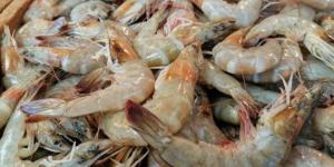 الجمبري بـ 1200 جنيه.. أسعار الأسماك اليوم الجمعة 28 نوفمبر 2025 - تواصل نيوز