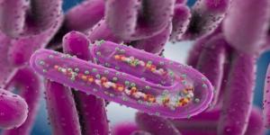 فيروس ماربورغ.. اعرف الأعراض وطرق الوقاية - تواصل نيوز