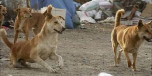 انتشار الكلاب الضالة.. «صداع يهدد الأهالي».. ومديرية الطب البيطري ترد - تواصل نيوز