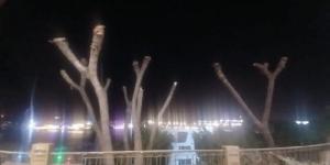 تحرك عاجل ضد صاحب مرسى سياحي بعد واقعة قطع نخيل الدوم المعمرة بكورنيش أسوان - تواصل نيوز
