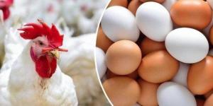 الفراخ البيضاء بكام؟.. أسعار الدواجن والبيض اليوم الثلاثاء 6-10-2026 - تواصل نيوز