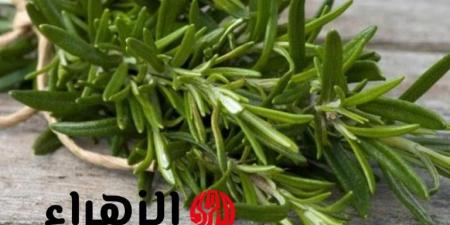اكتشف كنز الطبيعة: عشبة بسيطة من السماء تُغيّر حياتك! - تواصل نيوز