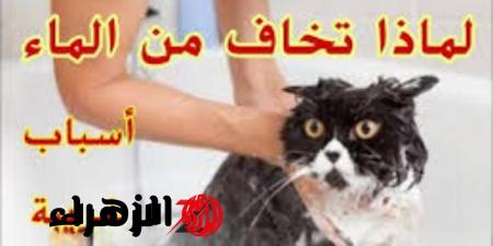 لماذا تخاف القطط من الماء؟ طبيب بيطري يكشف السر المدهش! - تواصل نيوز