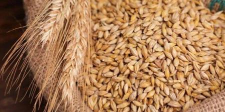 سعر طن الأرز الشعير اليوم الثلاثاء 15 أكتوبر 2025 - تواصل نيوز