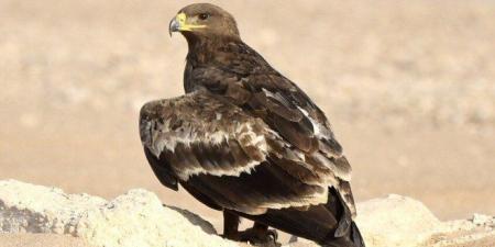 "عُمان ترصد عقاب البادية النادر.. مؤشر جديد على تعافي النظم البيئية" - تواصل نيوز