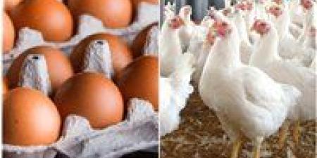 كم سعر كيلو الفراخ البيضاء اليوم ؟.. أسعار الدواجن اليوم والبيض بالأسواق - تواصل نيوز