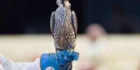 انطلاق منافسات كأس نادي الصقور السعودي بتتويج 60 فائزا - تواصل نيوز