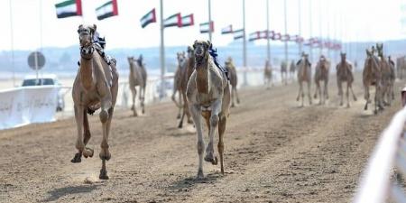 منافسات جائزة "زايد الكبرى" لسباقات الهجن تنطلق اليوم في "ميدان الوثبة" - تواصل نيوز
