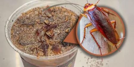 ابتكار غريب في الصين.. متحف للحشرات يطرح قهوة بنكهة الحشرات - تواصل نيوز