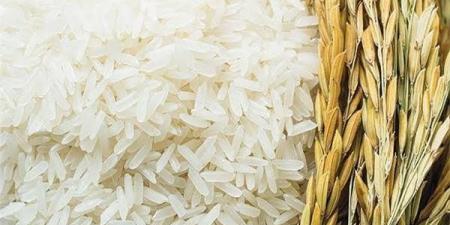 سعر الأرز الشعير اليوم الخميس 27 نوفمبر 2025 في الأسواق.. وصل كام للمستهلك؟ - تواصل نيوز