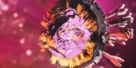 كيف تنتقل عدوى فيروس ماربورغ.؟ وطرق الوقاية - تواصل نيوز