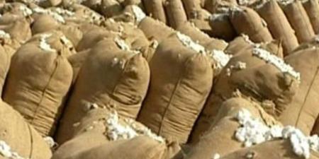 زراعة المنوفية تعلن توريد 7608 قناطير قطن في 4 مراكز تجميع - تواصل نيوز