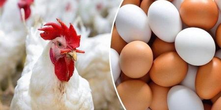 الفراخ البيضاء بكام؟.. أسعار الدواجن والبيض اليوم الجمعة 28-11-2025 - تواصل نيوز