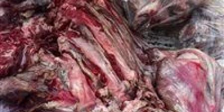 ضبط لحوم غير صالحة للاستهلاك الآدمي وتحمل أختام مزورة في إحدى محال الجزارة بالأقصر - تواصل نيوز