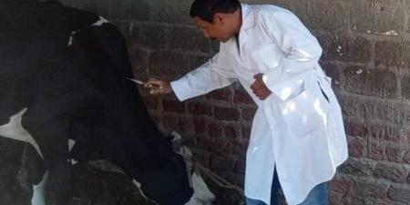 تحصين 112 ألف رأس ماشية ضمن الحملة القومية بأسيوط - تواصل نيوز