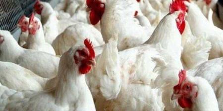 بورصة الدواجن.. سعر الفراخ البيضاء والساسو اليوم السبت 29 نوفمبر 2025 - تواصل نيوز
