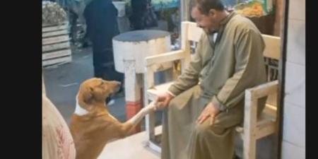 جزار إمبابة صاحب فيديو الكلب: كل يوم بقدم له وجبة أو اتنين.. وأحمد سالم: نموذج يفرح - تواصل نيوز