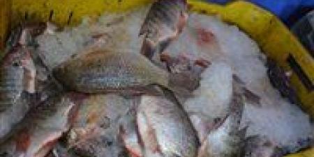 بسعر ٢٥ جنيه.. طرح أسماك طازجة بمحافظة الوادي الجديد - تواصل نيوز