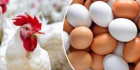 الفراخ البيضاء بكام؟.. أسعار الدواجن والبيض اليوم الأربعاء 31-12-2025 - تواصل نيوز