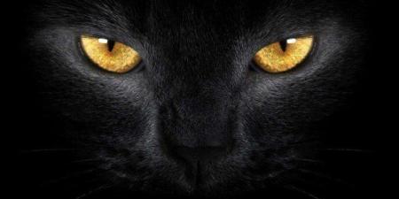 خير أم شر؟.. تفسير رؤيا «قط أسود» في المنام لابن سيرين - تواصل نيوز