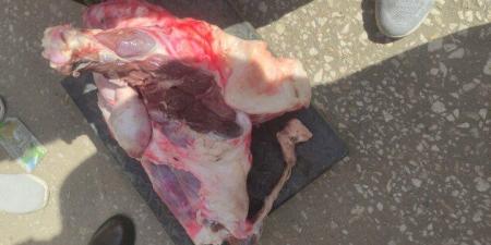 ضبط لحوم غير صالحة للاستهلاك الآدمي خلال حملة بيطرية بالقليوبية - تواصل نيوز