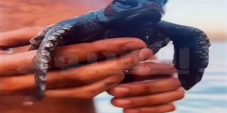 بعد 6 أشهر من العلاج.. «رحلة عودة» لسلحفاة مهددة بالانقراض إلى أعماق المتوسط بالإسكندرية - تواصل نيوز