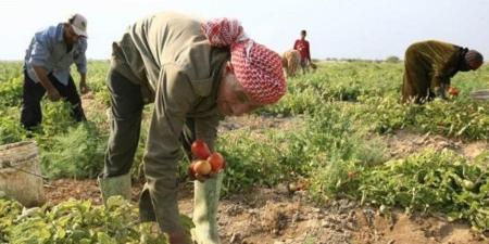 التموين تواصل طرح الطماطم بـ15 جنيهًا للكيلو وصرف مقررات يونيو التموينية للمواطنين - تواصل نيوز