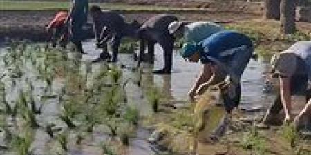 وكيل زراعة الشرقية : 211 ألف فدان مستهدف لزراعة الارز بالمحافظة - تواصل نيوز