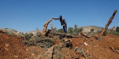جرافات إسرائيلية تقتلع أشجار زيتون فلسطينية قبيل موسم الحصاد - تواصل نيوز