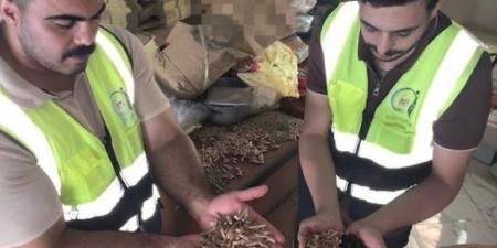 ضبط 600 كيلو بن مغشوش بـ«نواة البلح» قبل وصولها للمواطنين في الغربية - تواصل نيوز
