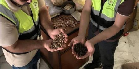 ضبط 600 كيلو بن مغشوش بنوى البلح ومنتهي الصلاحية في طنطا (صور) - تواصل نيوز