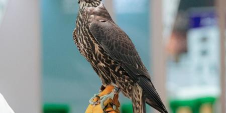 أكثر من 45 مليون ريال حصيلة مزاد صقور الطرح المحلي خلال 6 أعوام - تواصل نيوز