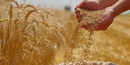 عالية الإنتاجية وتصلح في هذه الأراضي، الزراعة تكشف سر الاتجاه لطرح أصناف جديدة من القمح - تواصل نيوز