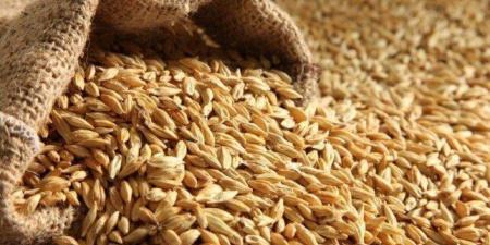 سعر طن الأرز الشعير اليوم الثلاثاء 29 سبتمبر 2026 - تواصل نيوز