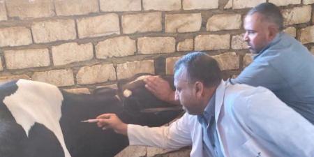 تحصين 180 ألفًا و781 رأس ماشية ضد الحمى القلاعية بالمنيا - تواصل نيوز