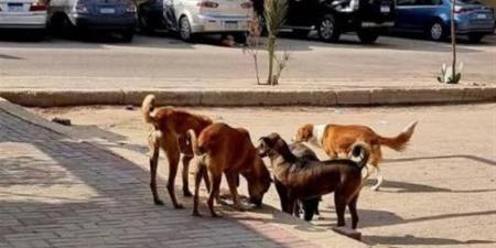 الطب البيطري: انتشار الكلاب الضالة مشكلة الحكومة (فيديو) - تواصل نيوز