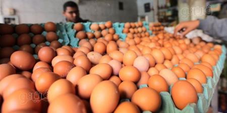 سعر كرتونة البيض اليوم الأربعاء في بورصة الدواجن - تواصل نيوز