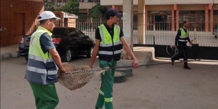 تكثيف الحملات بالمناطق الأكثر انتشارا للكلاب الضالة بالدقهلية (صور) - تواصل نيوز