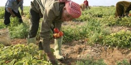 خبير اقتصادي لـ"فيتو": الأراضي الزراعية القديمة في الدلتا تطعم 80% من المصريين - تواصل نيوز