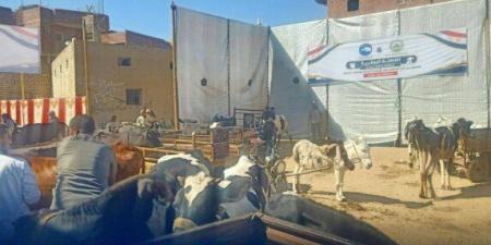 فحص وعلاج ١١١٥ طائرًا في قافلة بيطرية مجانية ببني سويف - تواصل نيوز
