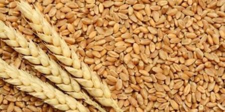 ارتفاع قياسي في واردات مصر من القمح والذرة.. ما الأسباب؟ - تواصل نيوز