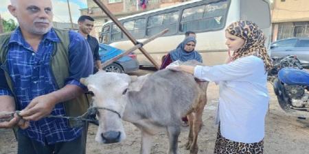 الطب البيطري يطلق قافلة مجانية بقرية حوض عشره لعلاج 420 رأس ماشية و 3700 طائر بالإسكندرية - تواصل نيوز