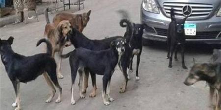 3 شروط وضعها القانون لحيازة الحيوانات الخطرة والكلاب - تواصل نيوز