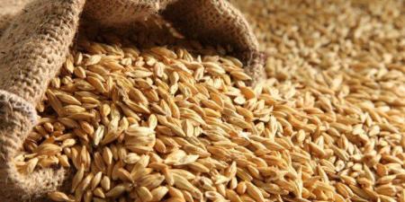 سعر طن الأرز الشعير اليوم الخميس 22 أكتوبر 2026.. عريض الحبة بكام؟ - تواصل نيوز